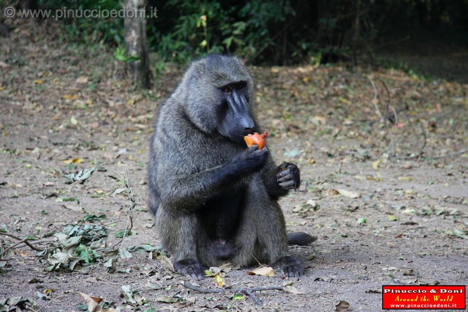 Ethiopia - Mago National Park - Baboons - 03.jpg